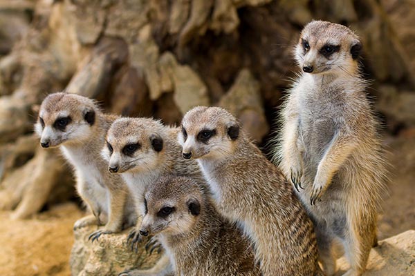 Meerkat family at Drusilla's Park