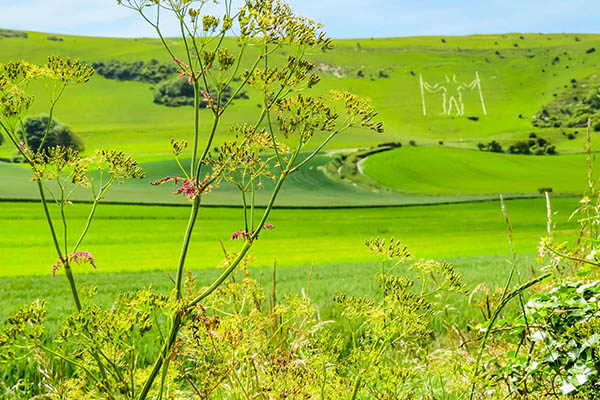 Landscape of East Sussex, England and The Long Man of Wilmington as a blurred background. The Long Man of Wilmington is one of the two human hill figures in England. 